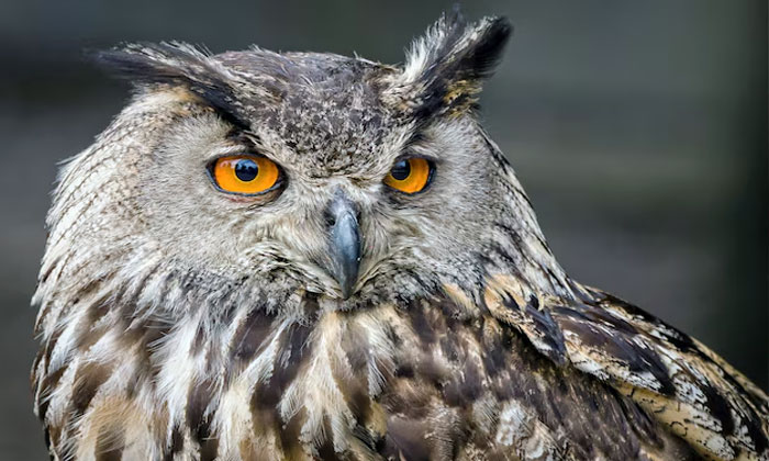 kepala burung hantu bisa berputar